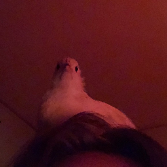 Meet your Posher, Calli - Picture 8 of 8